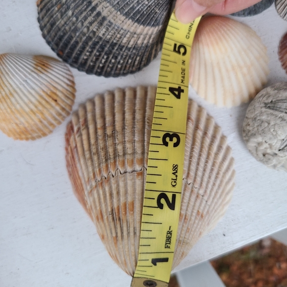 Seashells Carolina beaches Atlantic ocean sea shell includes one sea biscuit - Picture 8 of 9